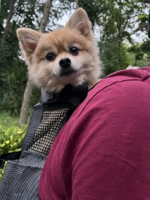 person-carry-brown-dog