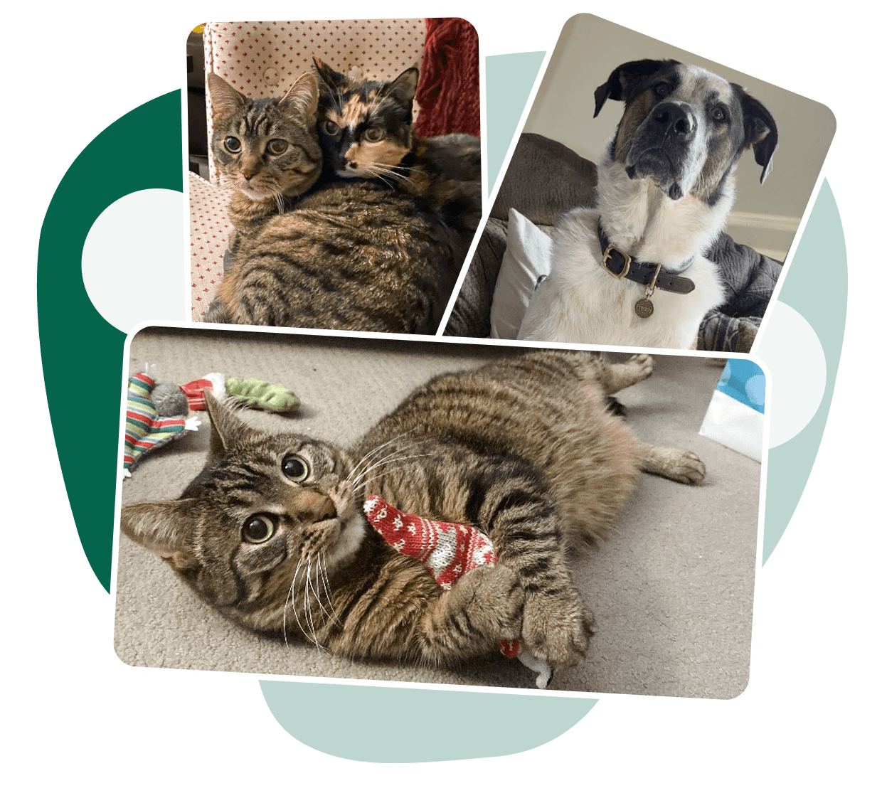 QuimbyNoding-Freddy-Coco & Quimby