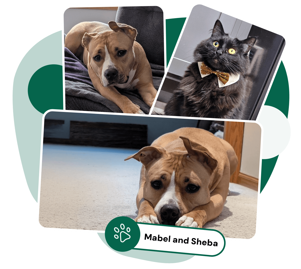 Mabel-Sheba Graphic